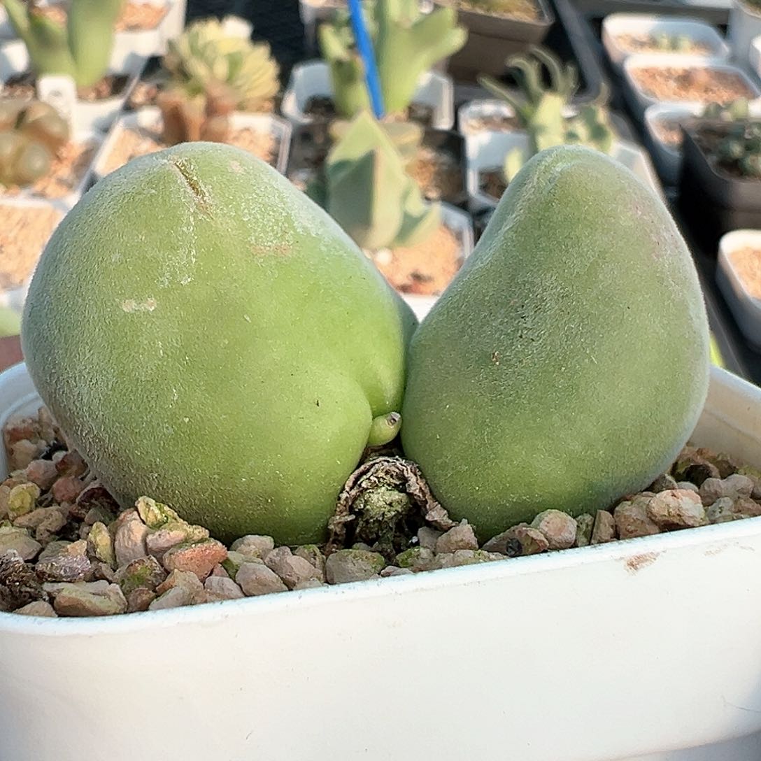 宝辉玉 老母本 5.3cm 