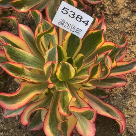 魅影多肉多肉5384