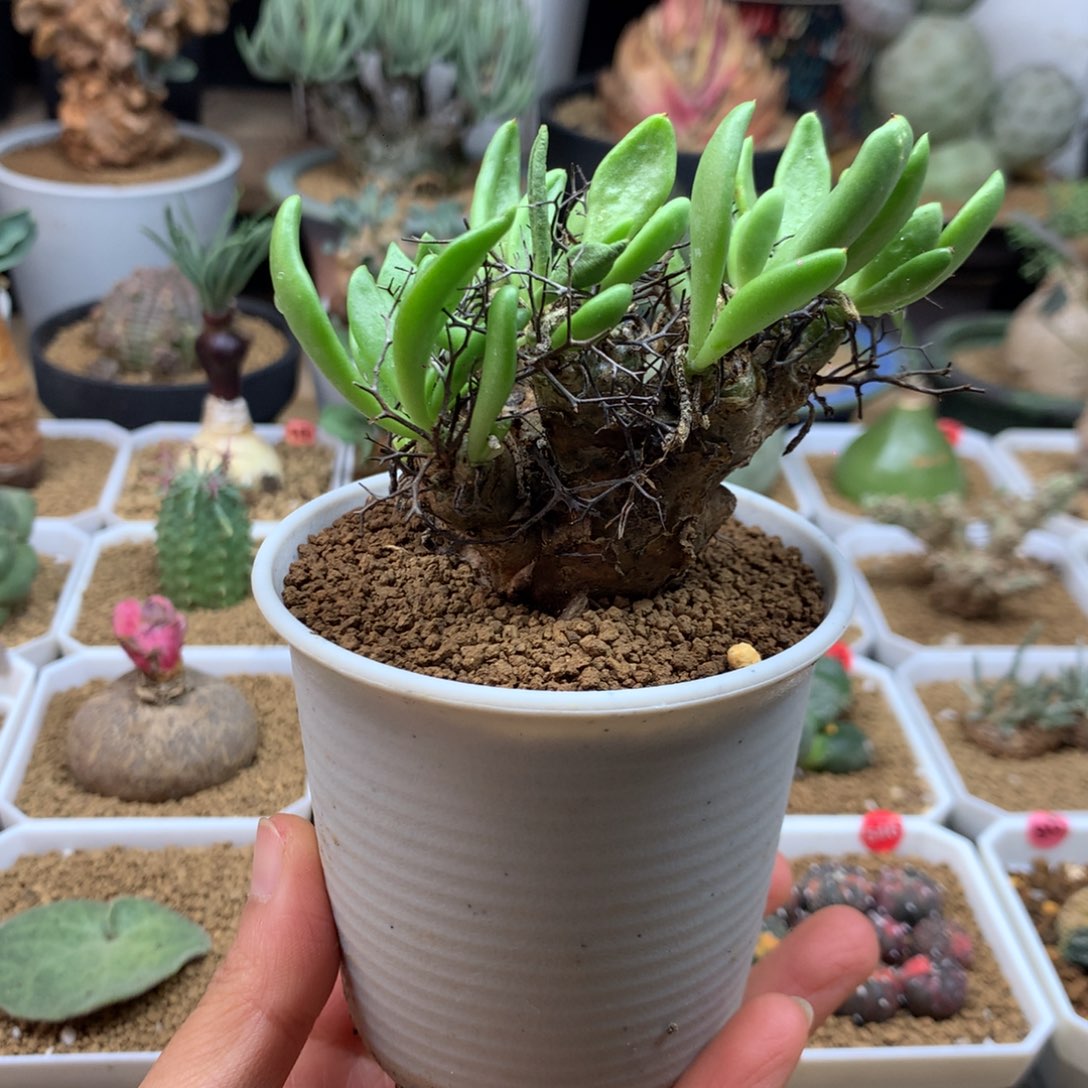 产地钢丝球万物想带盆