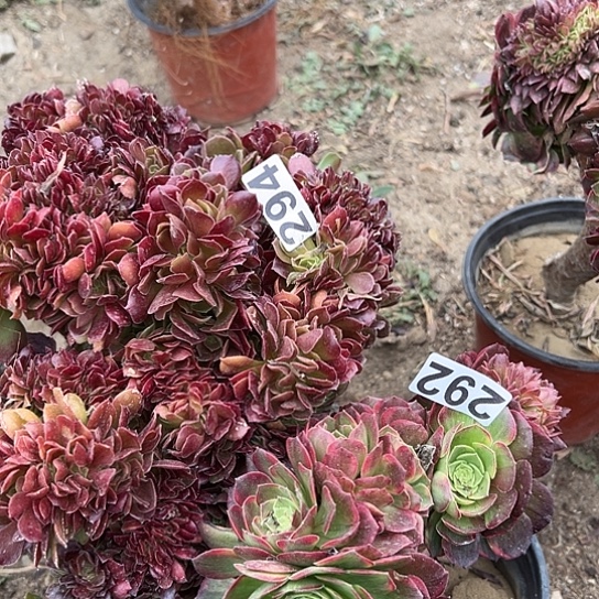 多肉植物两个有伤