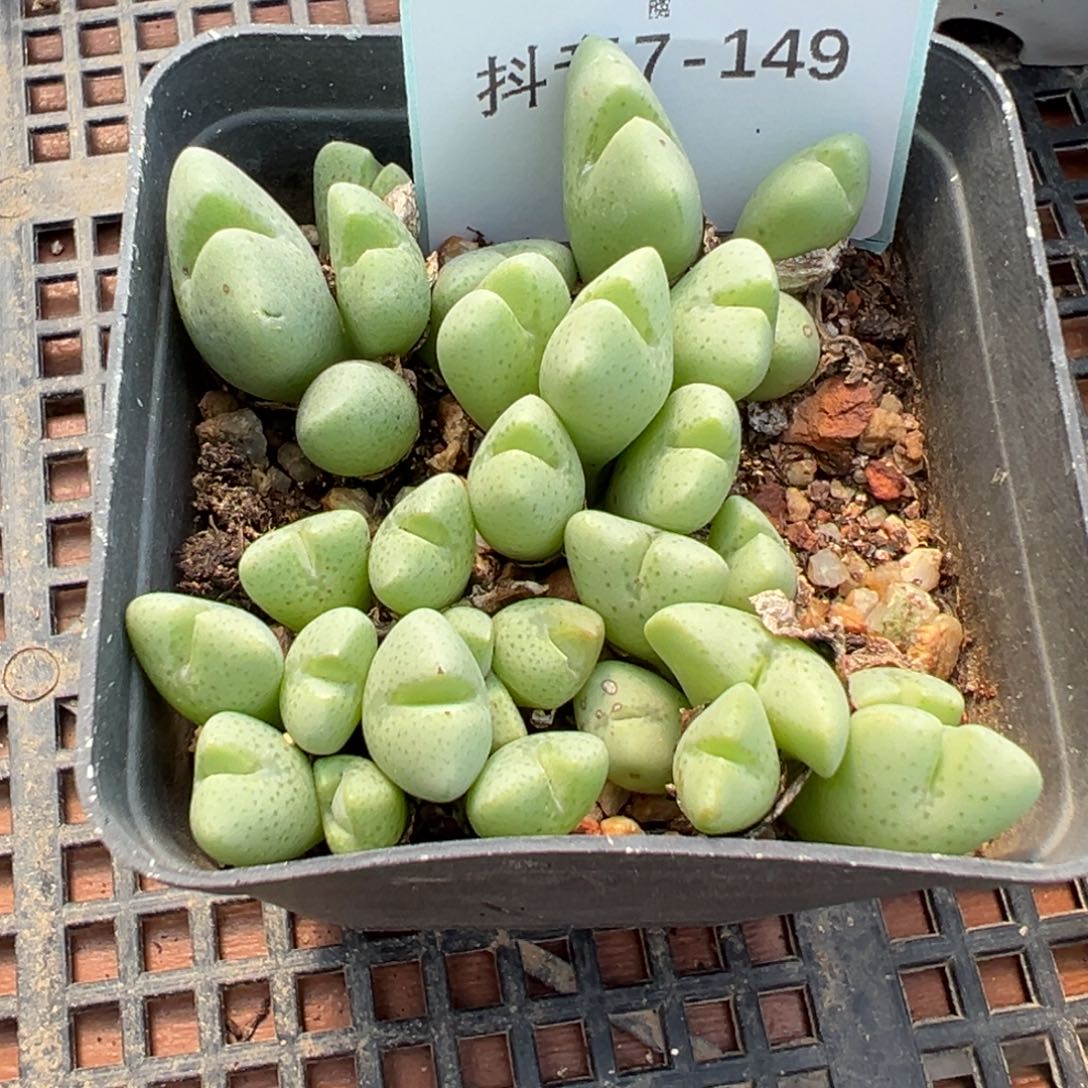 7-149肉锥多肉植物大战