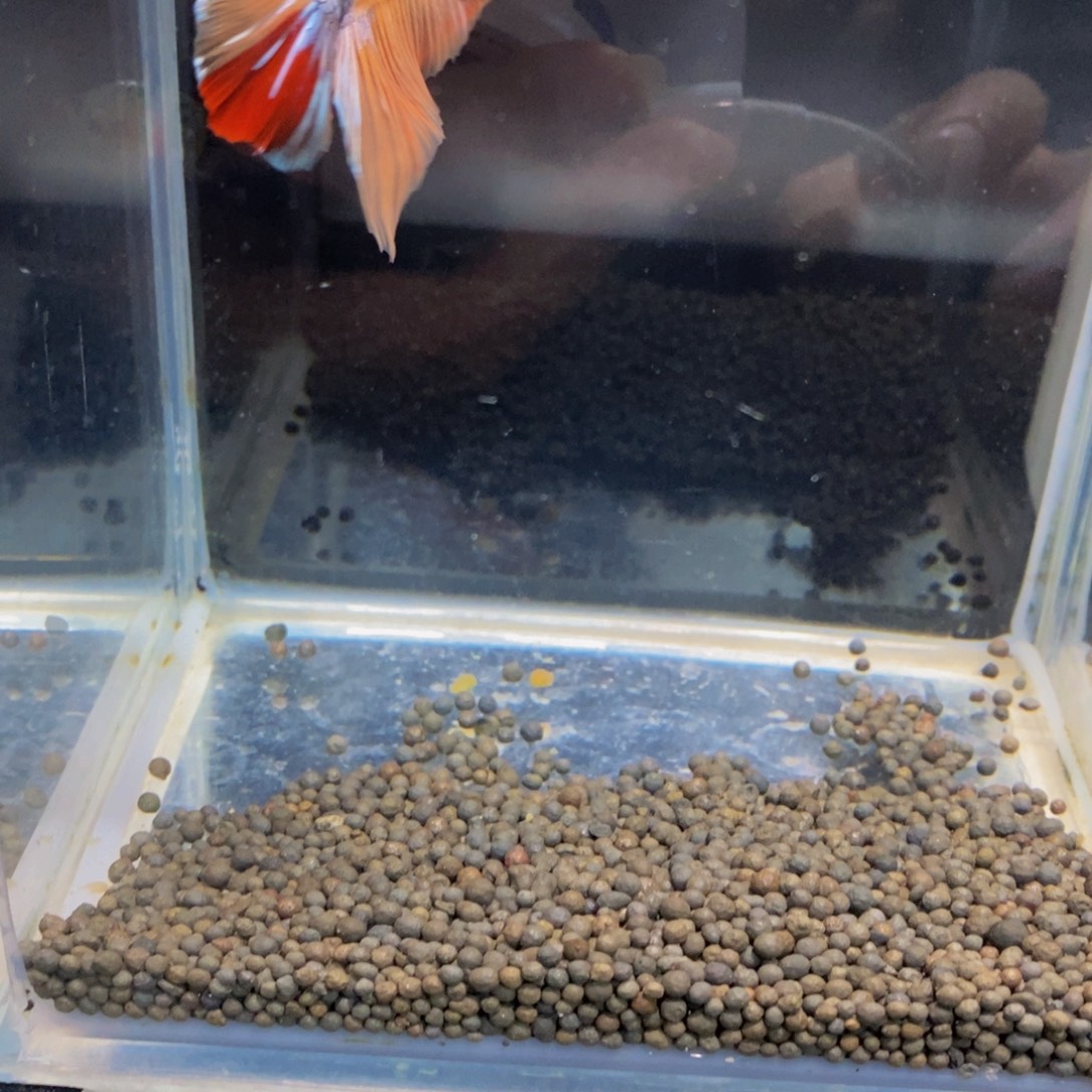 赵***先斗鱼463巨斗111111