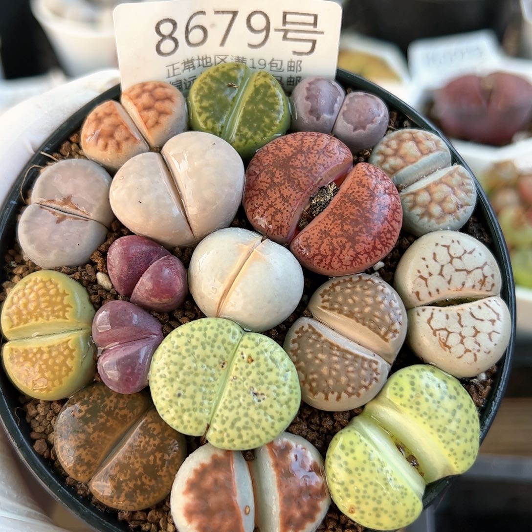 好养易活生石花大母本8679