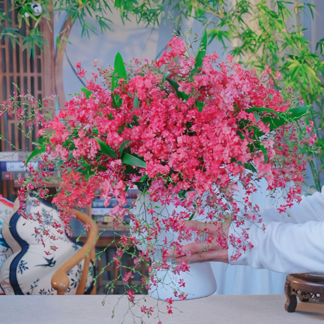 10花起大杯满堂红（文心兰梦香兰）浓香好养