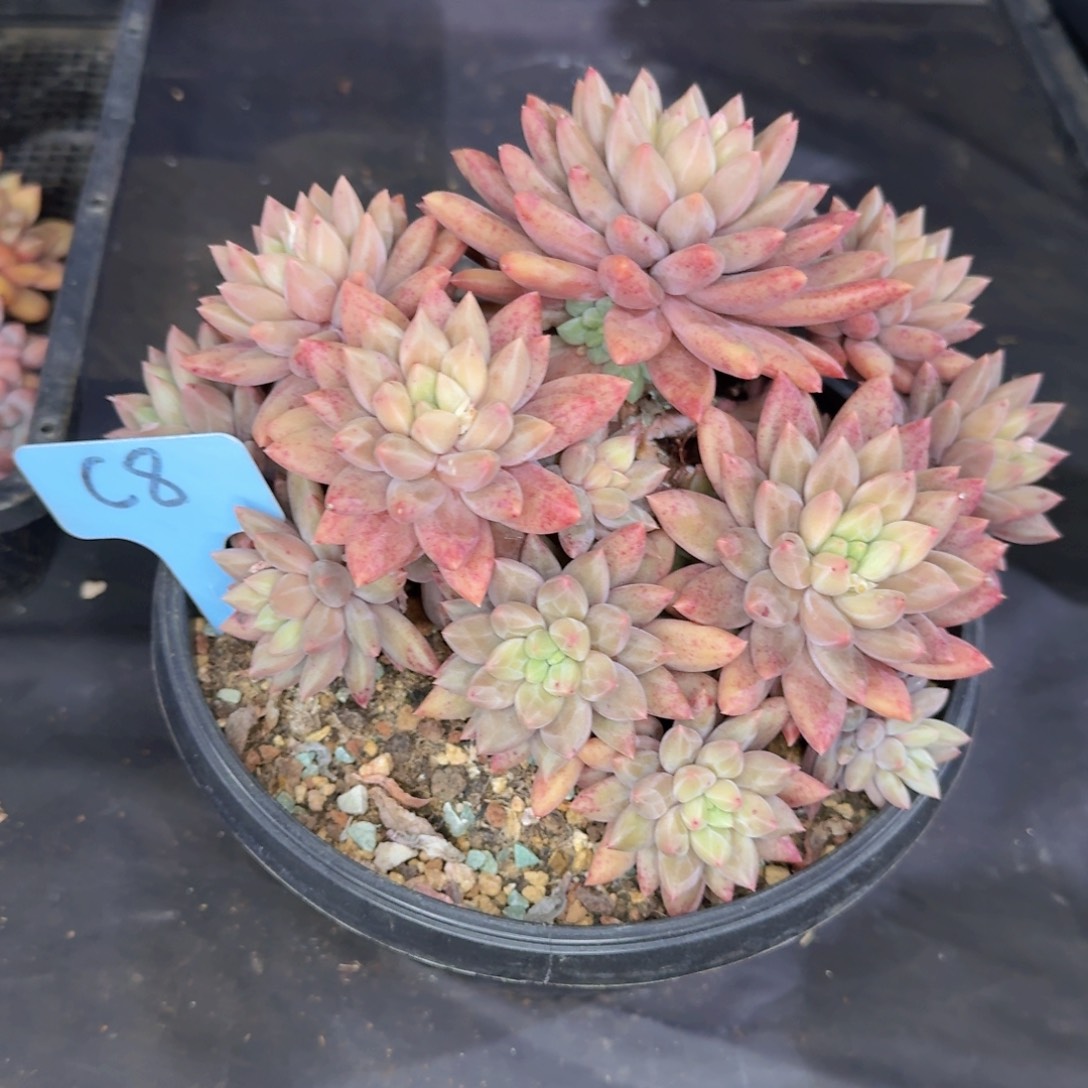 多肉植物的生长发育和生长发育