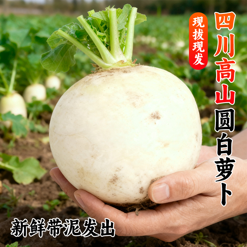 【7斤装】四川圆白萝卜 泡菜炖汤萝卜时令蔬菜 水晶白玉萝卜