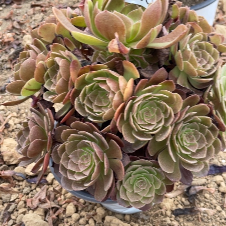 无花朵226多肉植物赤焰莲