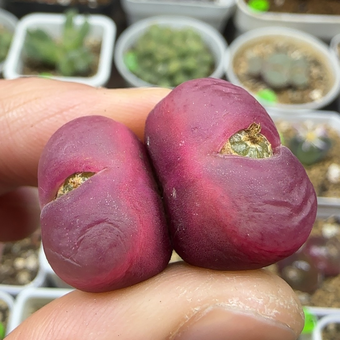 双头漂亮多肉植物152