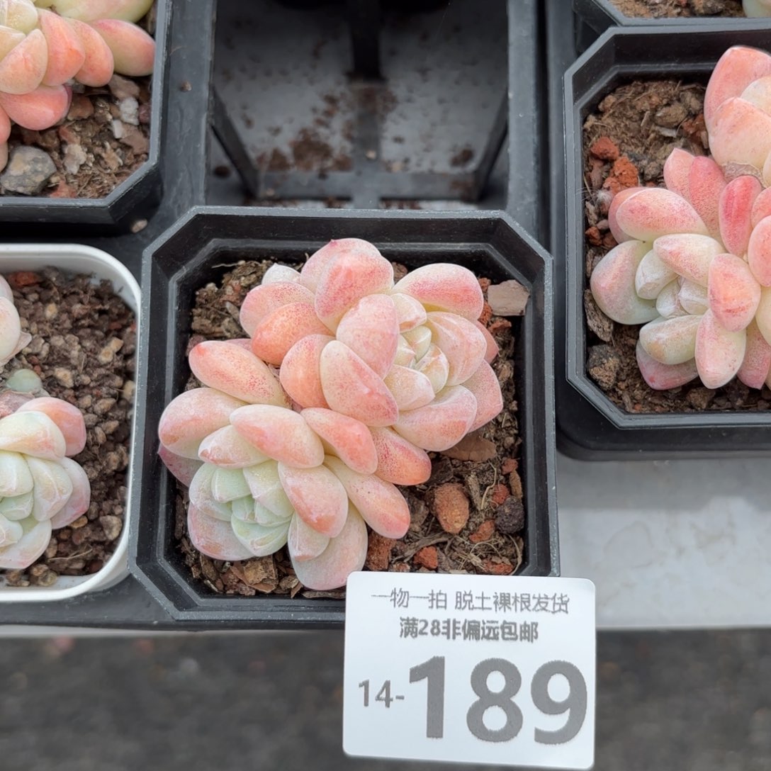 冰玉多肉多肉多肉