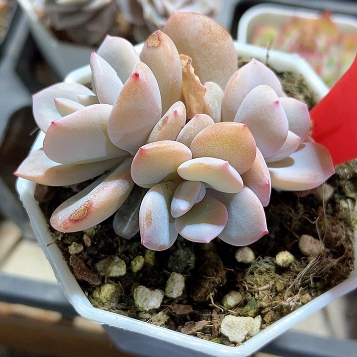 多肉植物韩版奶茶521