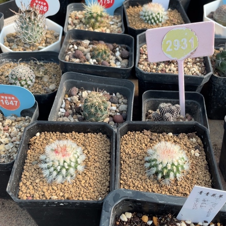 浮***光4棵000000000000000