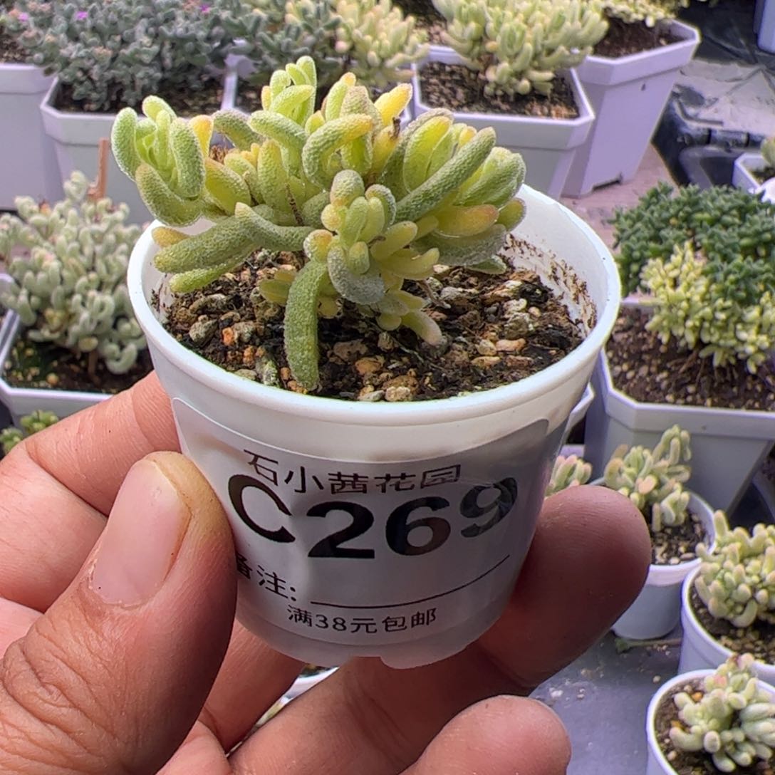 多肉植物枝干不知名