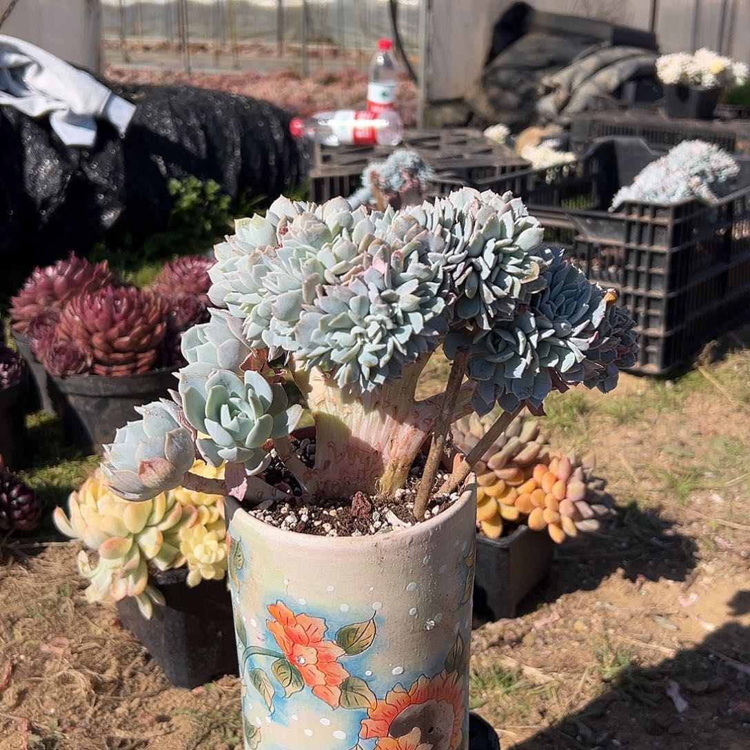 白茶树缀多肉。      