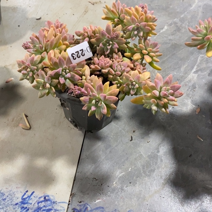 用***8223秋丽多肉植物多肉