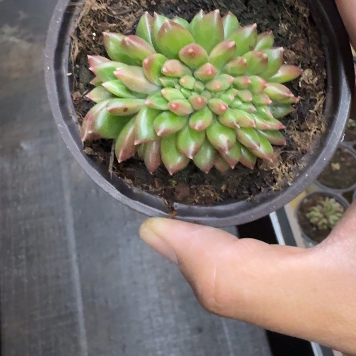 柏拉图 缀化 一物一拍