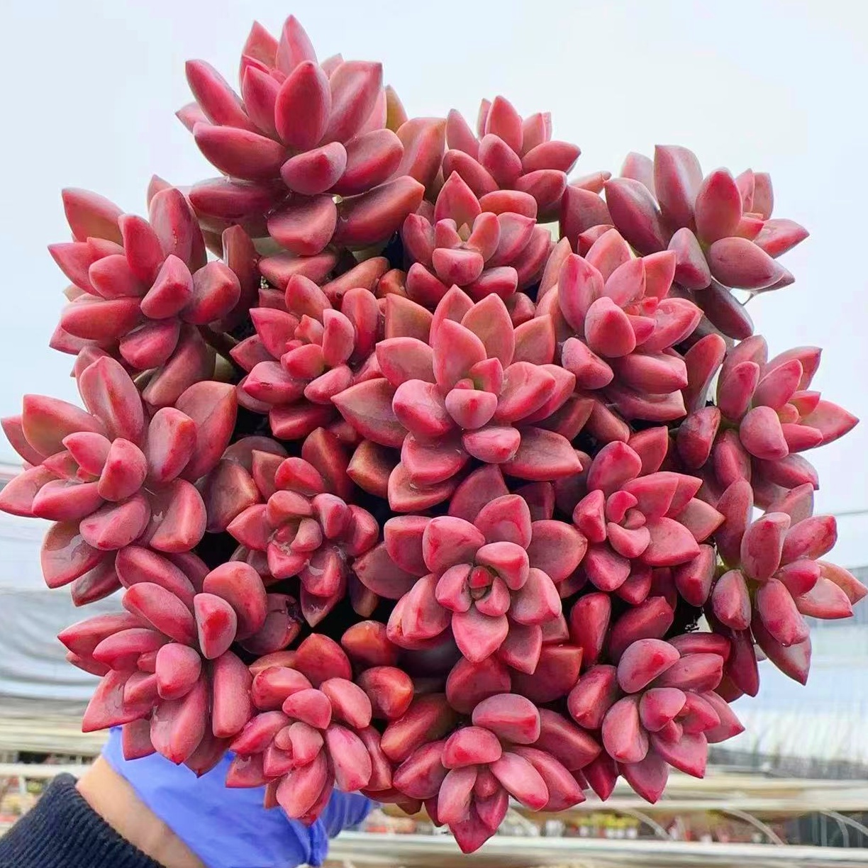 M小桃红 精品多肉植物好养好活带盆带土云南基地发