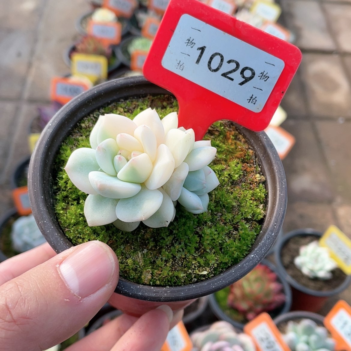 【闪购商品】1029号