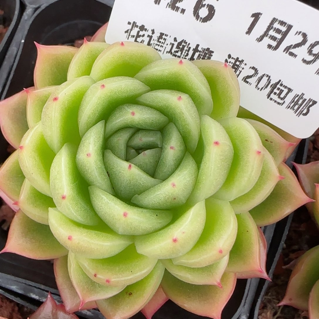 花语逸镜0129-426