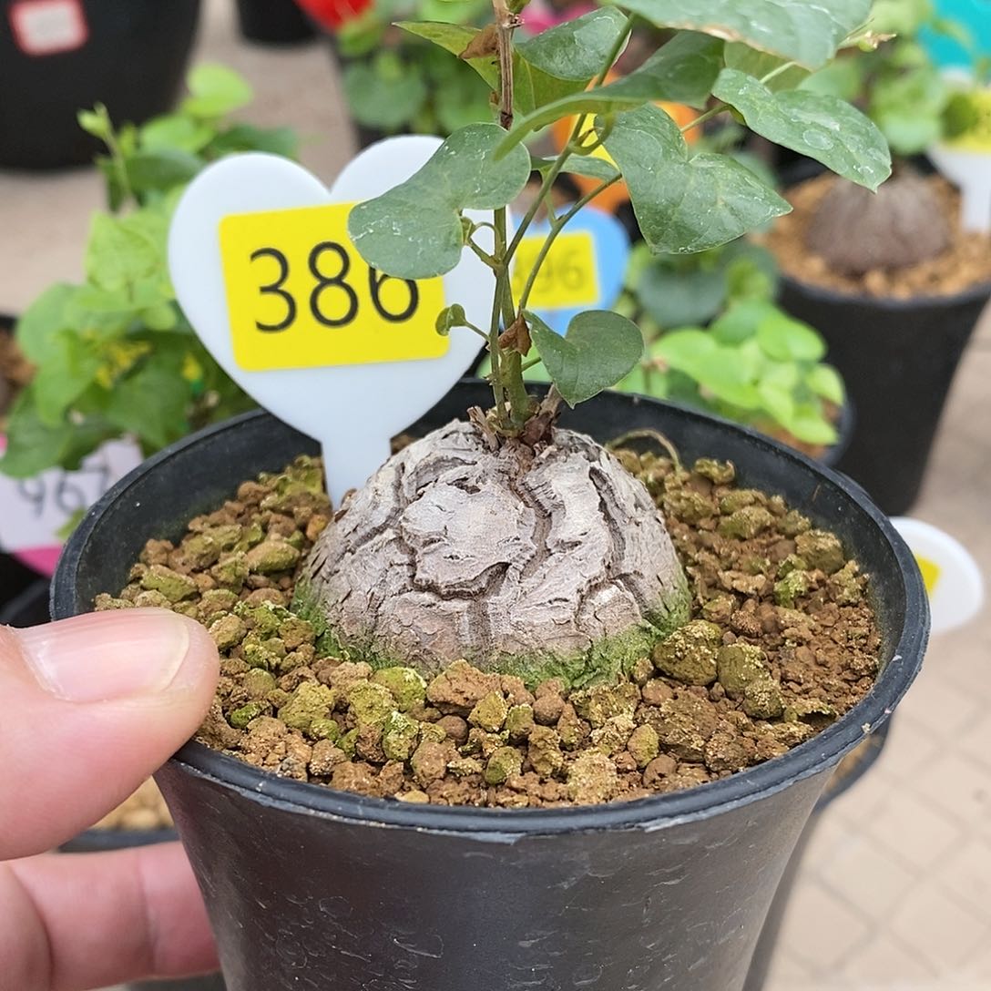 南非龟甲龙龟甲龙