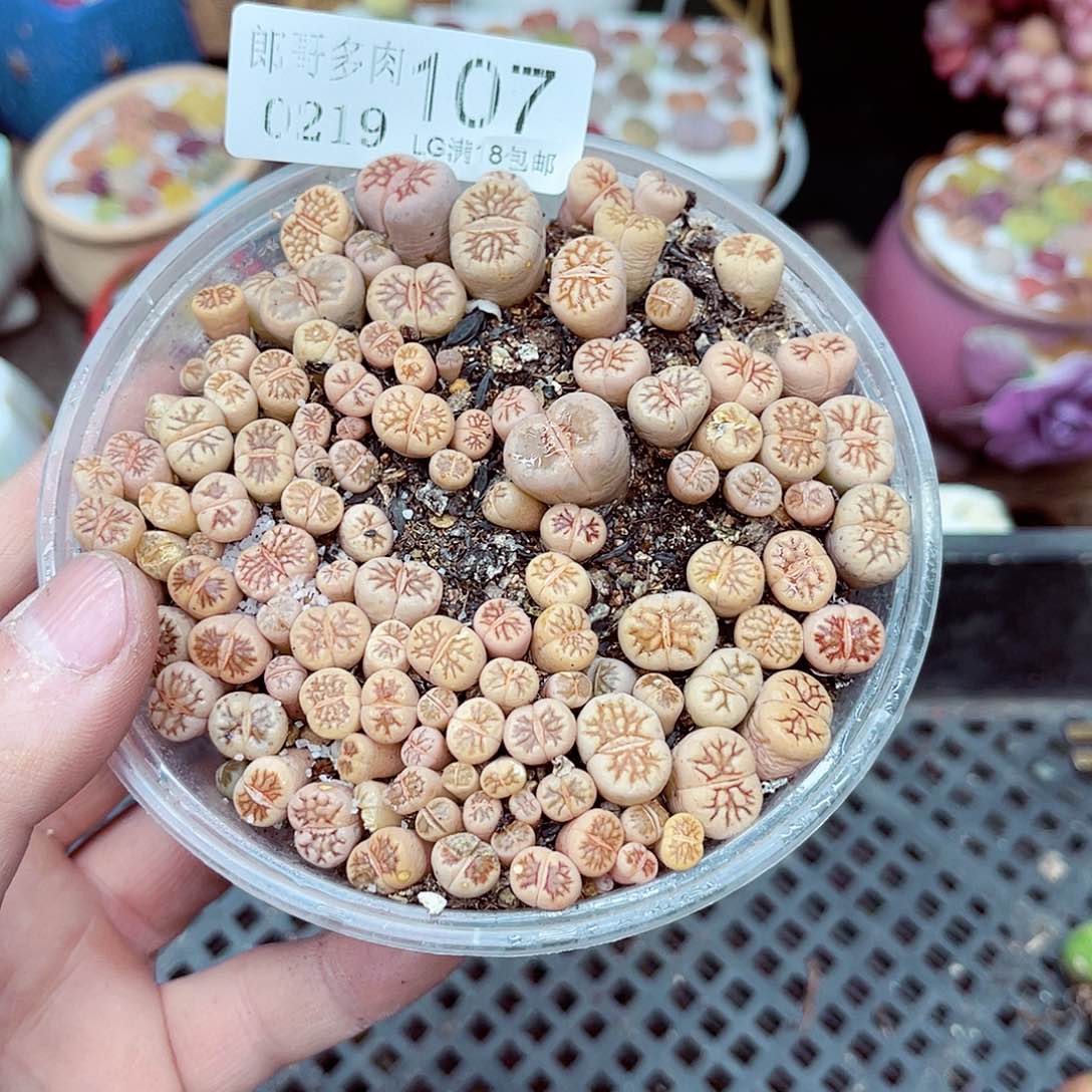 郎哥多肉生石花19-107