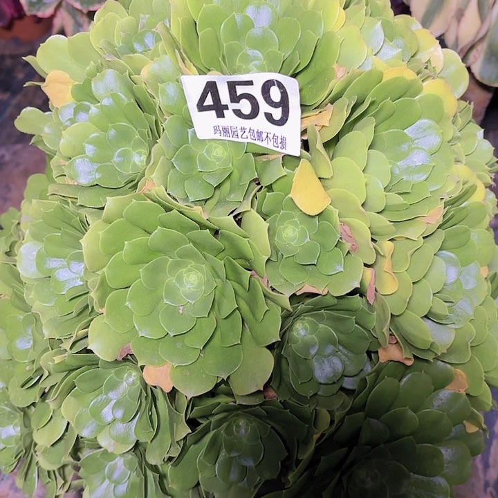 【闪购商品】月**弯459绿玫瑰2-2