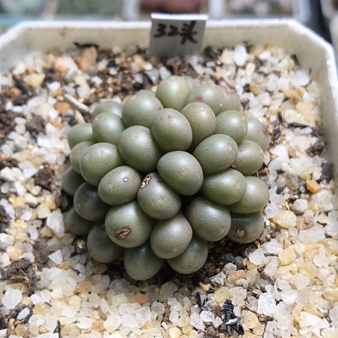 多肉肉锥 32头紫葡萄