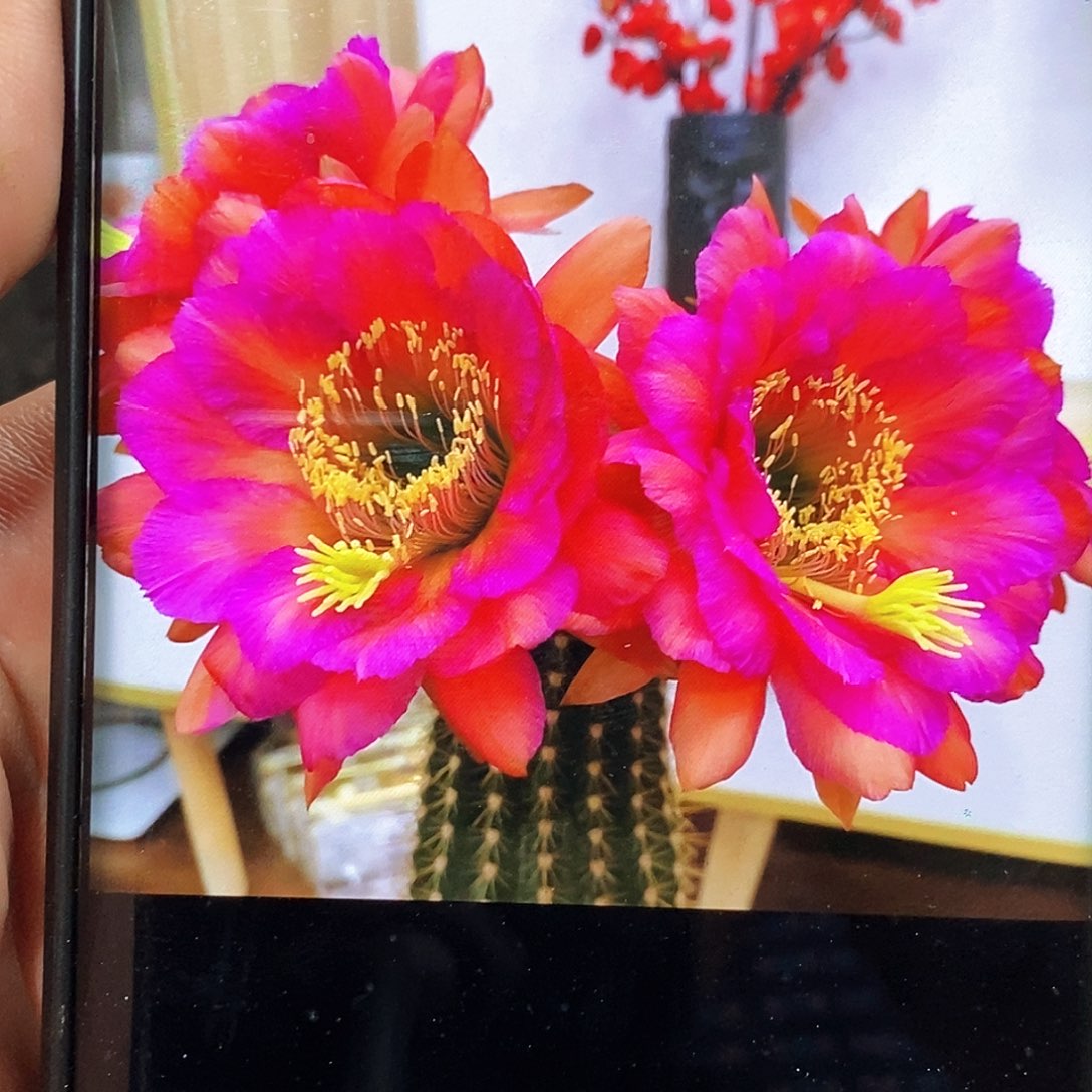 毛 卡耐西/侧芽歪20包邮/6公分