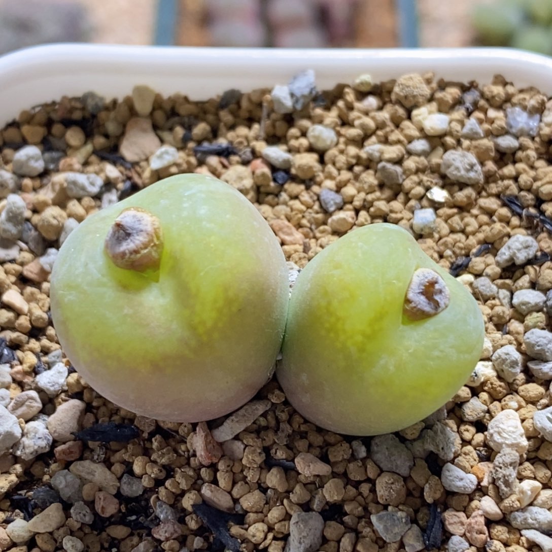 大翠光好看好看好看