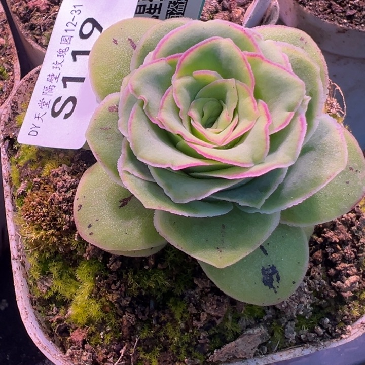 三碗119   至耀龙珠