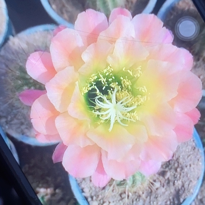 杏光辉带根高7厘米毛花柱