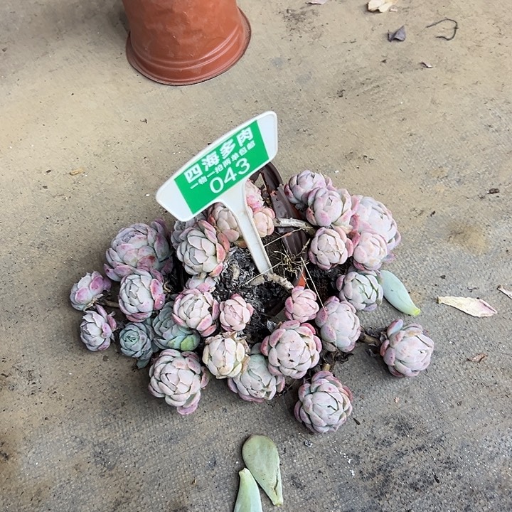 L***L贝瑞多肉植物萃取043