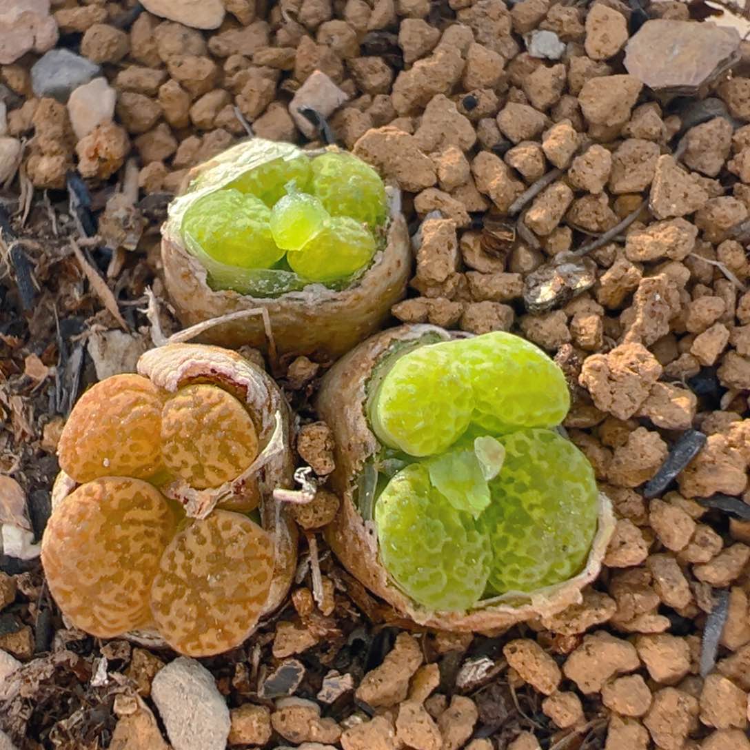 109多肉植物百科知识