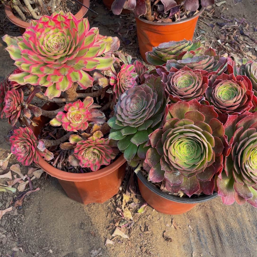 一对不包断枝造型，69