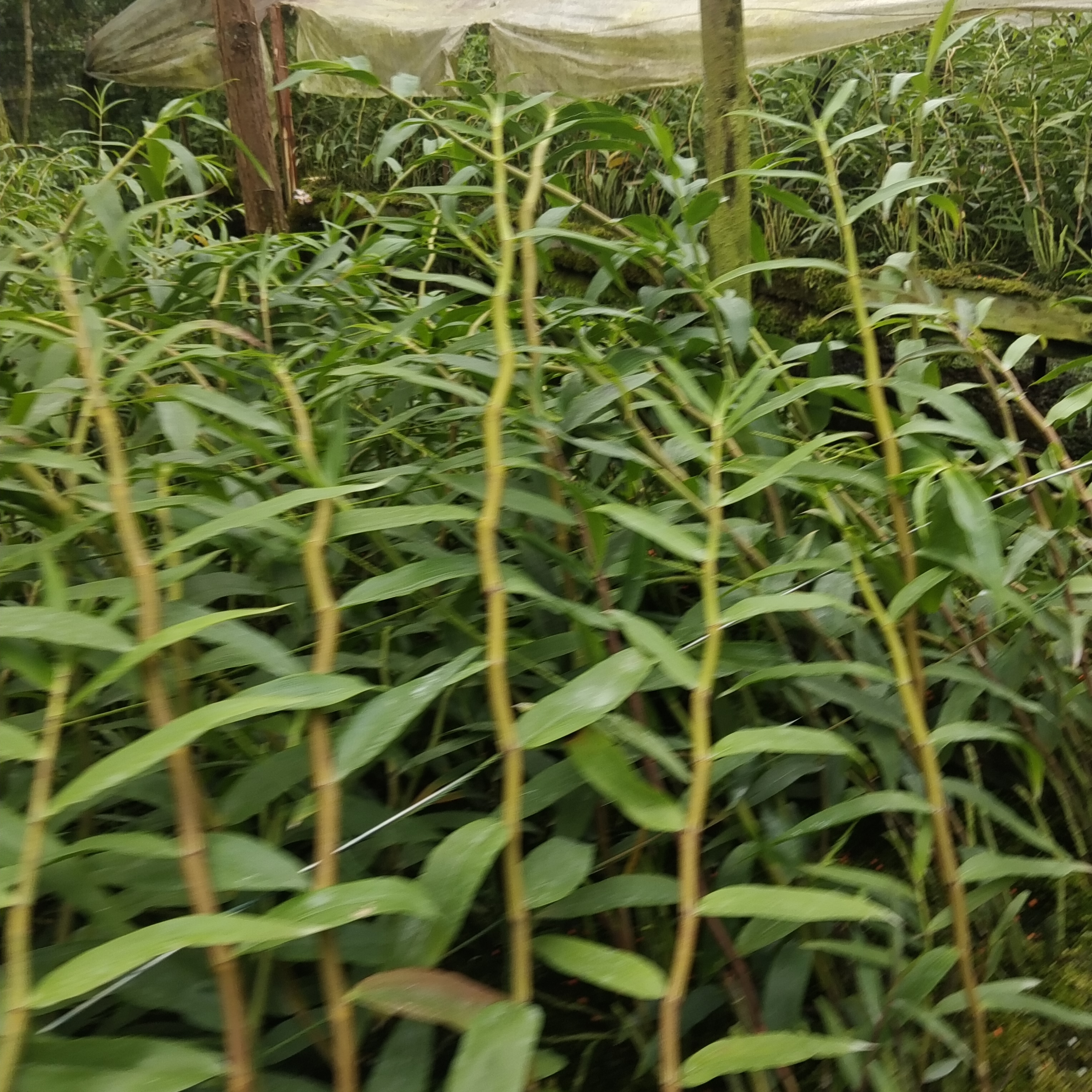 可吃可以观赏的多种石斛兰。