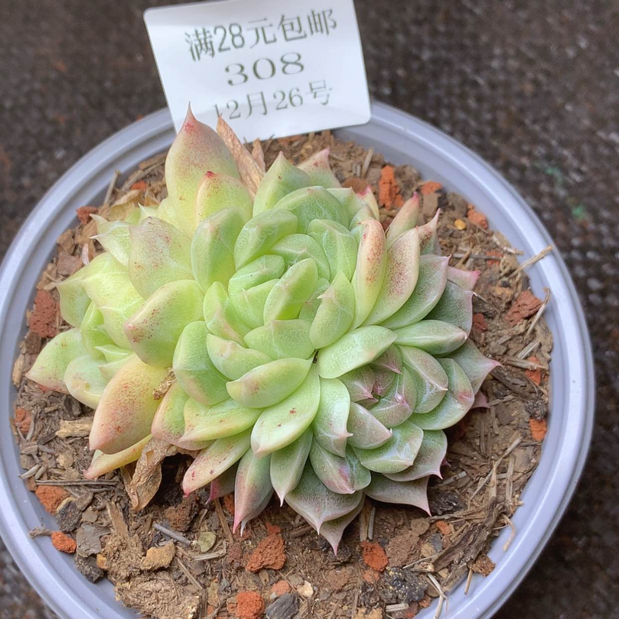 【闪购商品】云308号