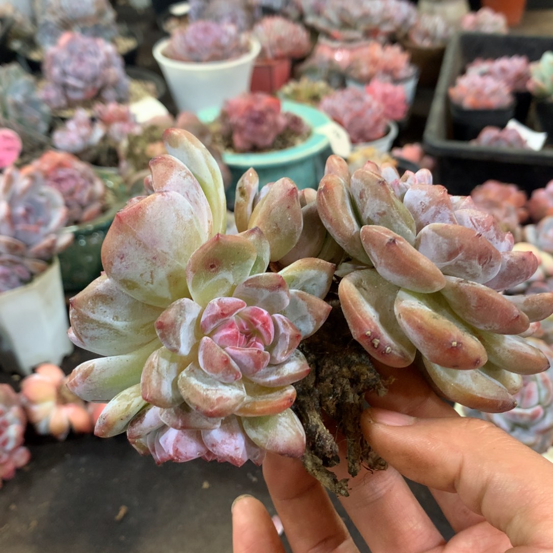 哈哈哈哈哈哈哈哈哈哈哈哈