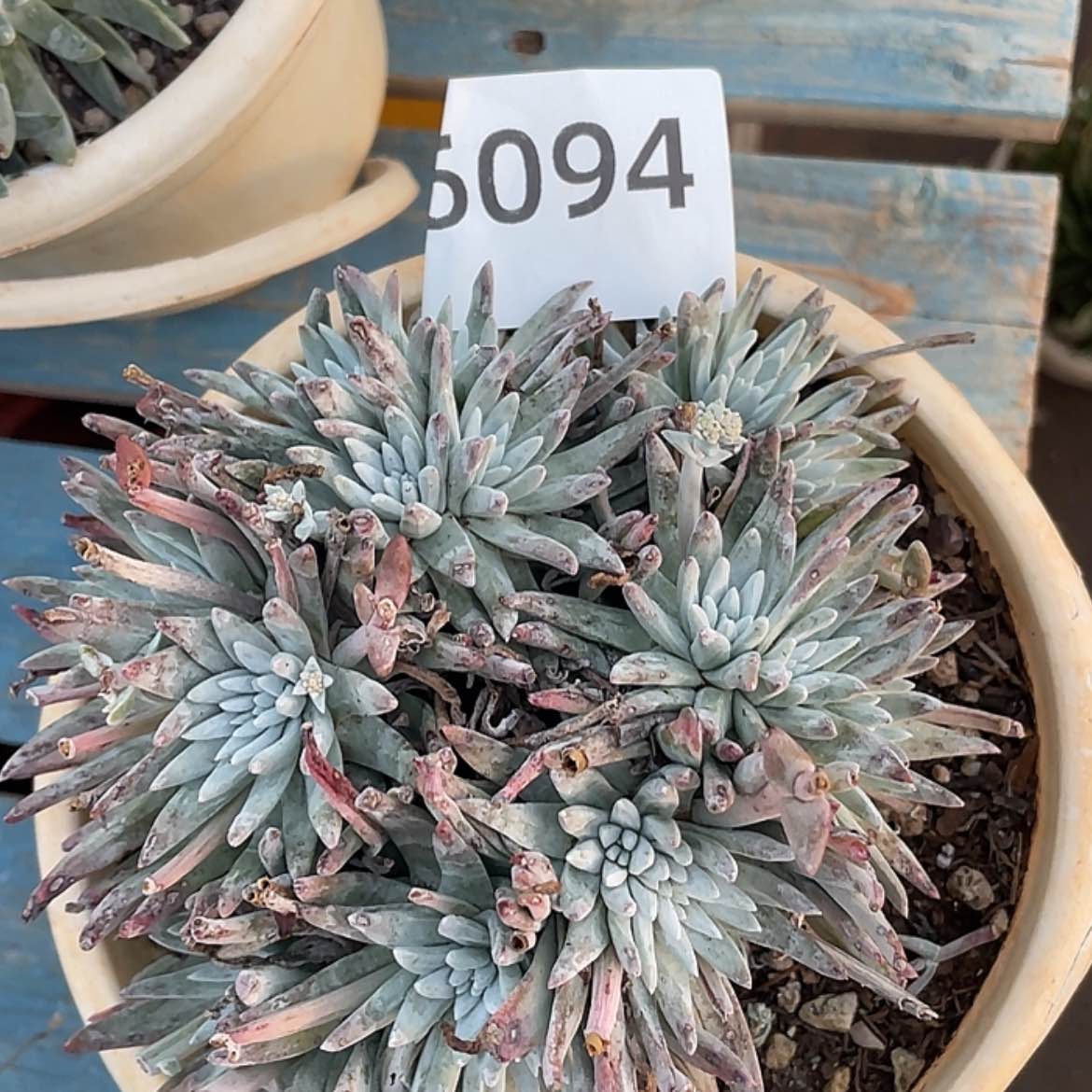 【闪购商品】雪花雪花