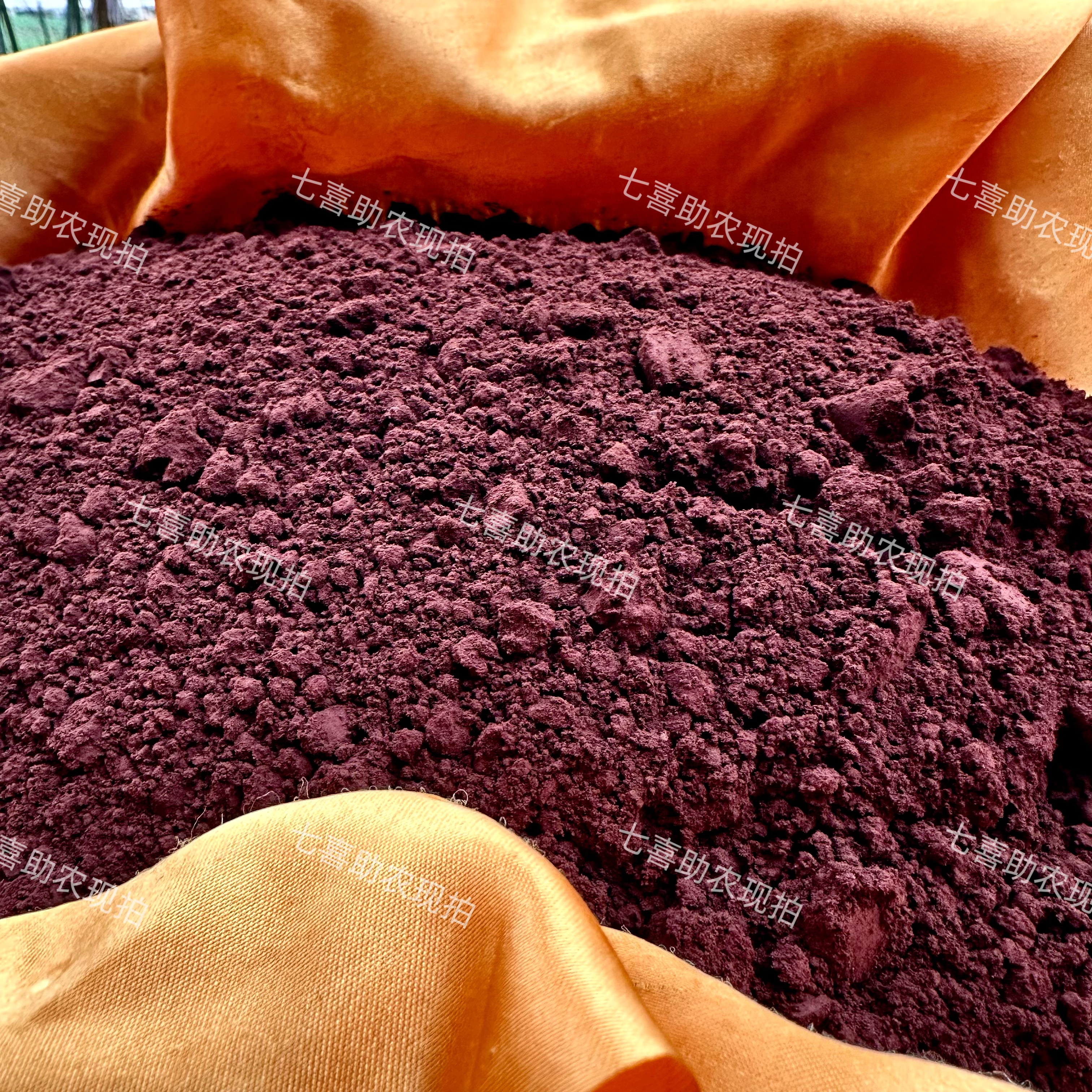 【现收孢子粉】正品山货孢子粉泡水煮水