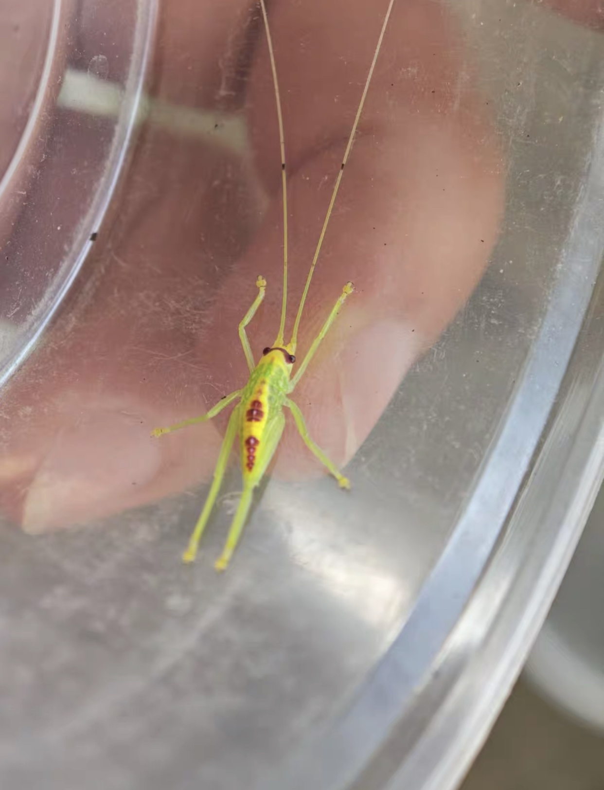 人工巨拟叶幼虫（签收12小时内提供完整开箱视频超时不保）