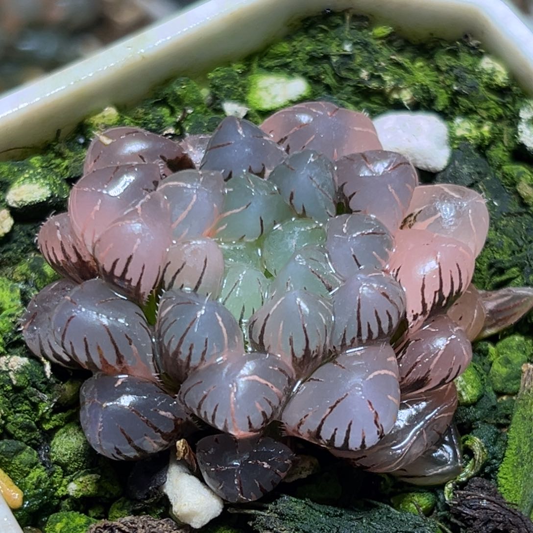 恭喜发财大吉大利544