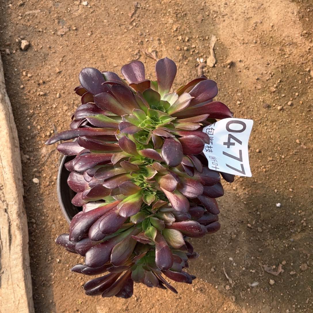 477号，欧紫缀化，脱土发货