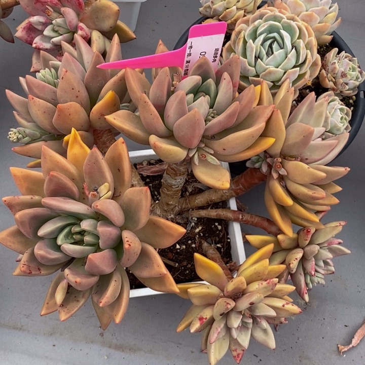 093桃花源肉肉肉肉肉肉肉