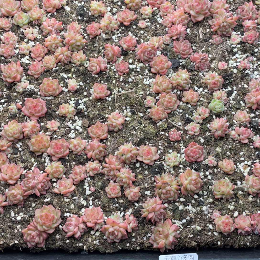 云糖心多肉植物265