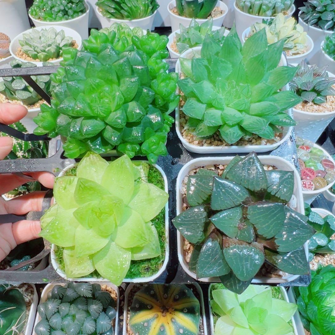 福利，四个组合多肉多肉