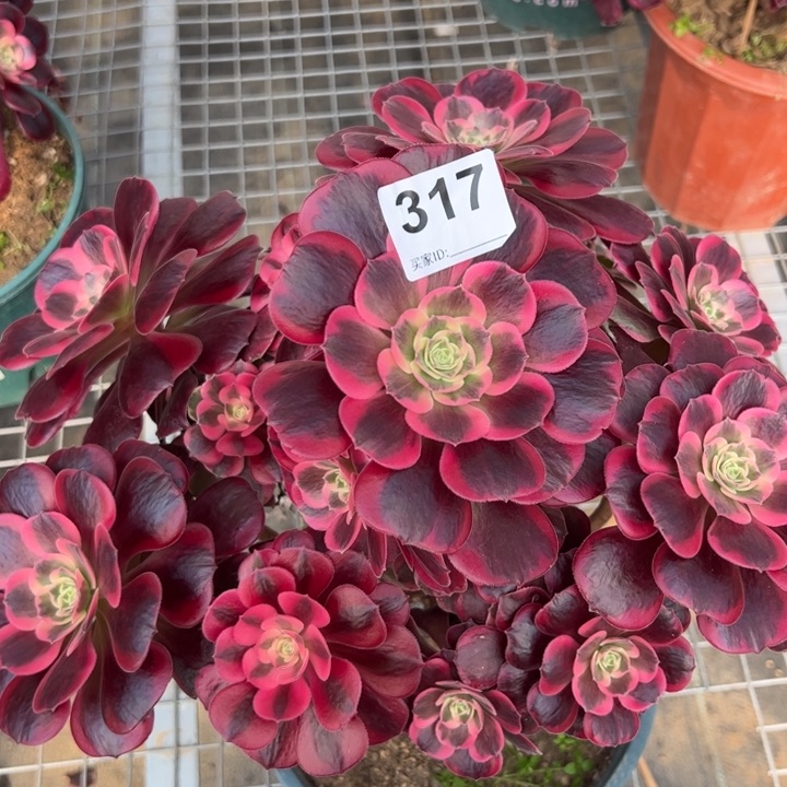 317凤冠30厘米左右