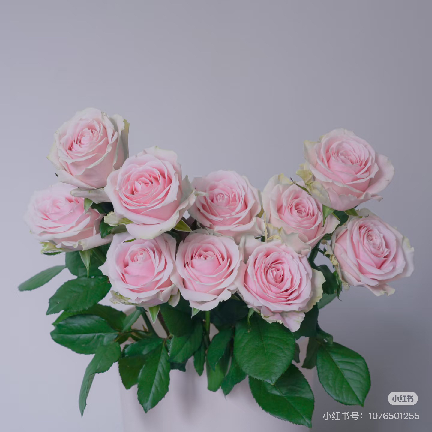 家居瓶插粉红雪山玫瑰单只