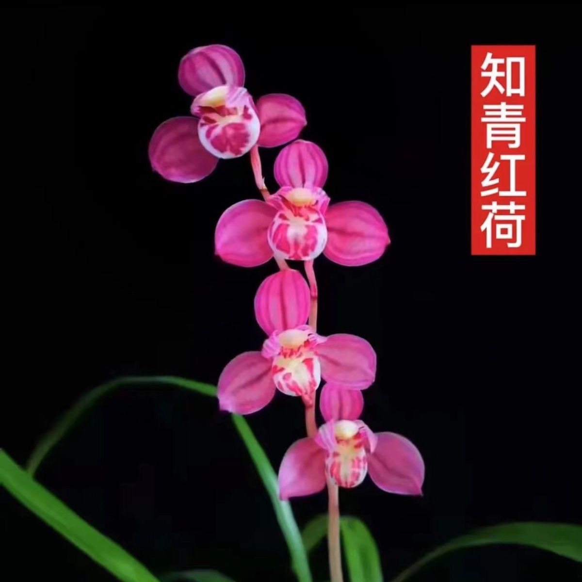 兰花【一物一拍】专拍链接一物一拍非直播下单勿拍国兰花卉绿植盆栽