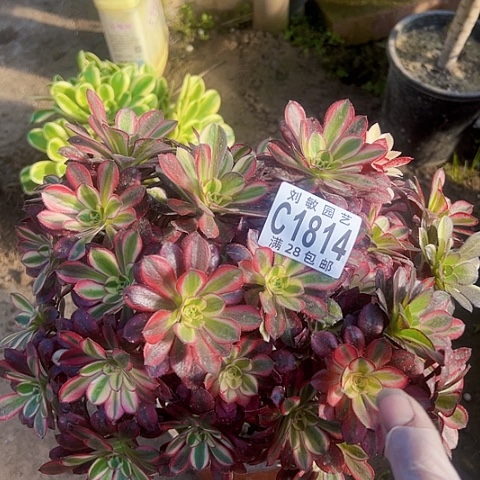 冰淇淋母本多肉植物法师1814