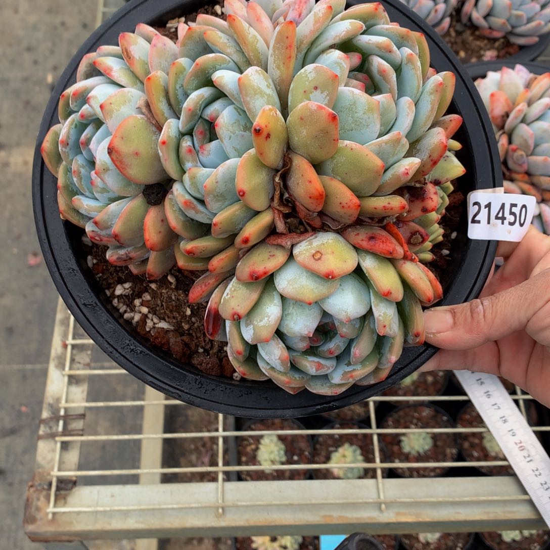 21460多头一个嗯嗯嗯嗯