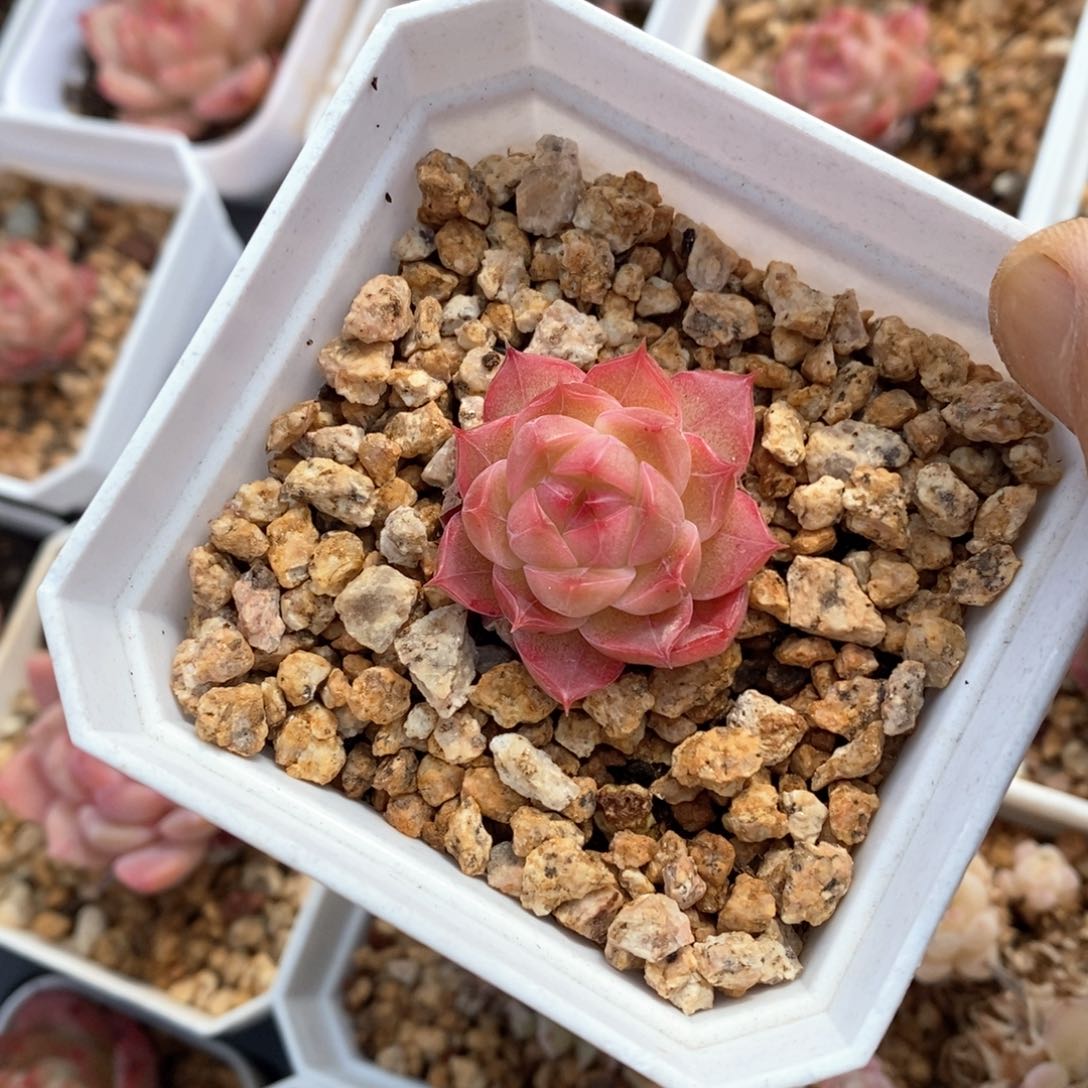 精品多肉一物拍不包整184